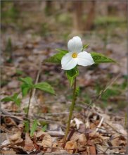 принцесса онтарийского леса / цветок триллиум -- символ провинции Онтарио, цветет только в мае