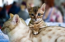 Бенгальский котенок с мамой / выставка &quot;Содружество&quot;