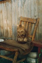 Кот / кот на стуле