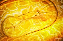 yellow / без комментариев