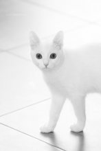 white / кэт (cat)