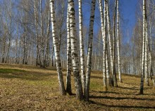 Звонкий апрель / Прозрачный березняк