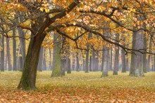 Осень в дубовой роще / про осень