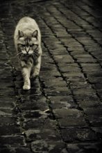 Коты Рима / Кот из приюта  в Риме