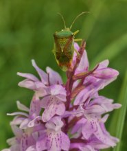 В вершине / Орхидея: Dactylorhiza maculata - Пальчатокоренник пятнистый