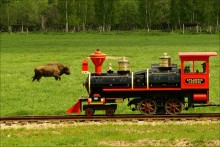 Сафари Белараша / В зоосаду Могилева хотел я прокатиться по узкоколейке, да нехватило денежек наличных((  Пришлось наблюдать за паровозиком со стороны...