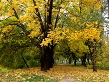 осень зажигает / Аллея  к  ЗТЗ  (Запорожский  трансформаторный)