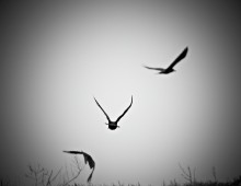 Raven / ravenraven