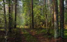 Утренней лесной дорогой / утренний лес