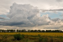 Подсолнухи / где-то между Запорожьем и Крымом