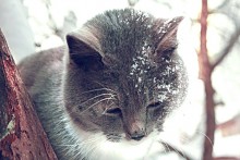 котик / котик