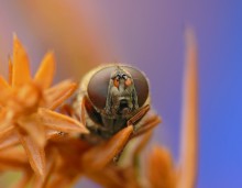 Муха-журчалка / Cheilosia latifrons