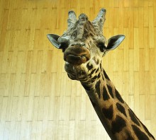 *Взгляд свысока* / Приятного просмотра!
Снято в Варшавском зоопарке, во время того, как жирафы зашли в павильон на кормёжку. Отсюда такой необычный портретный фон.