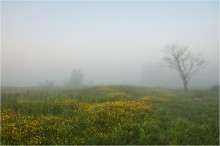 Летним утром / Утренний луг, в росе и тумане
