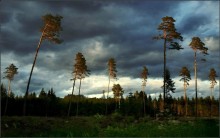 Сосны на закате / Остатки после вырубки леса. Латвия.