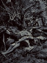 Мёртвое дерево / плёнка, Nikon f100, 50 mm