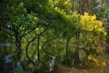 Поют деревья, блещут воды! / Поют деревья, блещут воды, 
 Любовью воздух растворен, 
 И мир, цветущий мир природы, 
 Избытком жизни упоен. (Тютчев Ф. И.)