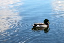 Duck / Фотография сделана на Комсомольском озере
