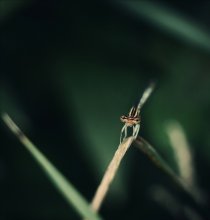 dragonfly / стрекоза / dragonfly