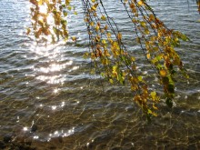 Осенние мотивы / озеро Свитязь