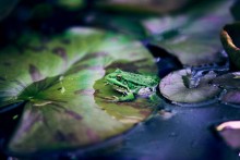 зеленый островок / лягух на листике