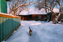 Гостям всегда рад / норвежский-лесной кот Кузя