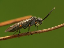 Пилильщик / Dolerus sp.