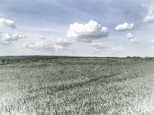летний луг / поэксперементировал