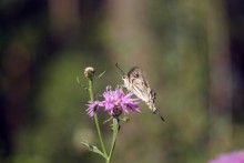 Papilio machaon / махаон