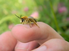 пчелка / пчелка