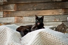 о да! я люблю фотографироваться! / кошаковское..