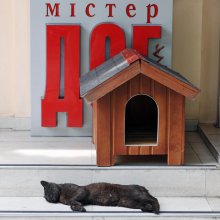 Мистер Дог. / Отдыхающий кот...