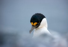 голубоглазый баклан / очень пугливое антарктическое птичко, живущее на местных скалах