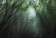 паутина / 2011, лес возле замка Истнор
