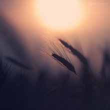 ear of wheat, sunset / ear of wheat, sunset