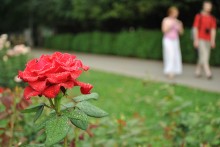 Роза / Ботанический сад