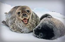 Тюленьки / Антарктика, декабрь. Тюлени Уэдела, грозная мамаша и ее симпатюля сынуля