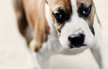 &nbsp; / Самые преданные