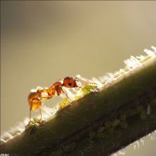 Янтарный пастух / Рыжий муравей проверяет готовность &quot;молока&quot; - сладкого сока, который выделяется из брюшка тли от прикосновения муравьиных усиков.