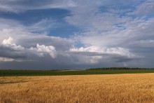 Поля... / Подмосковье.