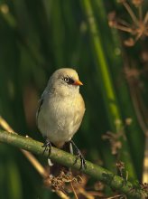 Іграшка / Синиця Вусата,Усатая синица, Panurus biarmicus.
Вперше спостерігав зблизька вусатих синиць- такі позитивні пташки,  скакают,пищать(як по мені приємними голосами),ловлять комах...Принадив на голос 3-ку молодих птиць, але аж надто спритні(позначився напевно вранішній час-були голодні і не змогли спокійно попозувати),довелось&quot;стріляти&quot; чергами і вже потім вибирати, щось більш-менш пристойне.   П.С. Ось і порівняв їх з іграшками.