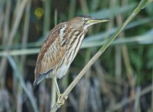 На курячій ніжці / Бугайчик (Ixobrychus minutus) ,Малая Выпь.
Живляться комахами, жабами, дрібною рибою.До України прилітає в березні-квітні, відлітає в жовтні-листопаді; частина птахів зимує в пониззях Дунаю і Дністра.
Прилітають бугайчики на Україну в квітні, селяться на болотах, по берегах річок, ставів. Гнізда мостять в очереті або на деревах. На зимівлю в країни Африки, Іран, Ірак відлітають у серпні-жовтні.