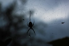 dark / устрашающий паук с осиным раскрасом