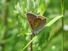 бабочка голубянка Lycaenidae (Cupidinidae) / бабочка на траве