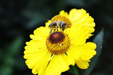 Пчела на цветке / На даче.