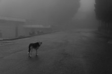 Одиночество. / Бодбе, Восточная грузия. Бездомный  пес.