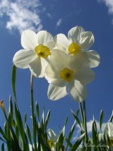 Ранняя весна / Нарцисы на фоне неба