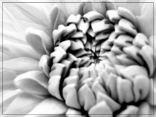Пробуждение / Черно-белые цветы