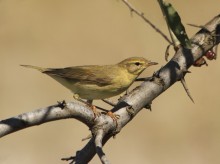 Вівчарик / Вівчарик жовтобровий, Phylloscopus sibilatrix,Пеночка-трещотка.