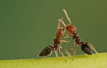 &quot;РОМЕО И ДЖУЛЬЕТТА&quot; / обнимающиеся  муравьи